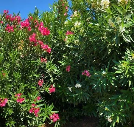 Agava Istria - Family Vacation With Free Parking, Garden, Wifi Apartment Liznjan